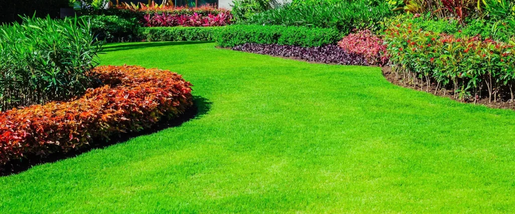 Green Grass During the Summer Months