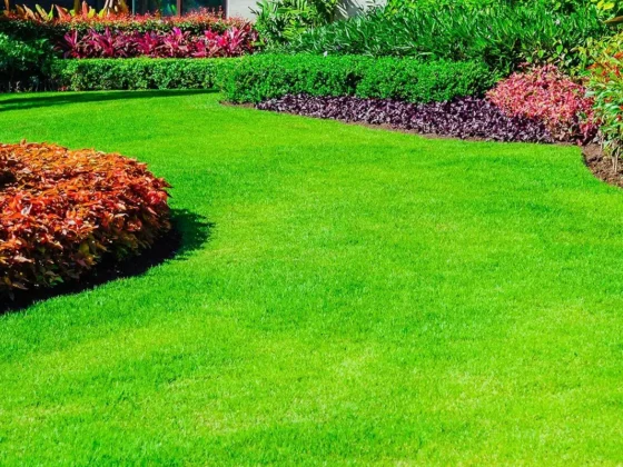 Green Grass During the Summer Months
